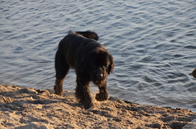 Фото: ньюфаундленд Bi Perfekt Arabella (Би Перфект Арабелла)