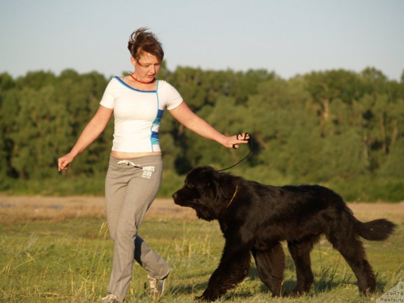 Фото: ньюфаундленд Bi Perfekt Arabella (Би Перфект Арабелла), Irina Pavlova (Ирина Павлова)