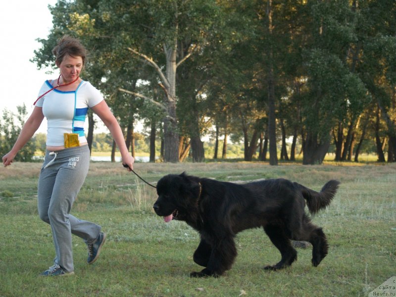 Фото: ньюфаундленд Bi Perfekt Arabella (Би Перфект Арабелла), Irina Pavlova (Ирина Павлова)