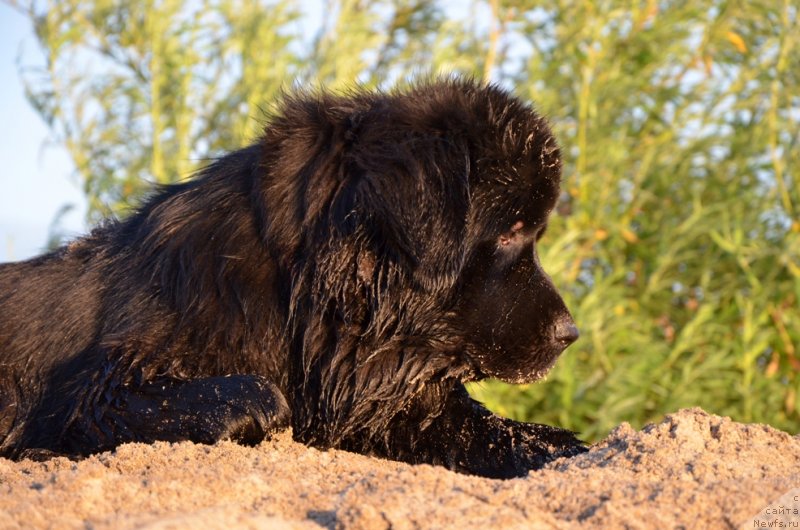 Фото: ньюфаундленд Bi Perfekt Arabella (Би Перфект Арабелла)