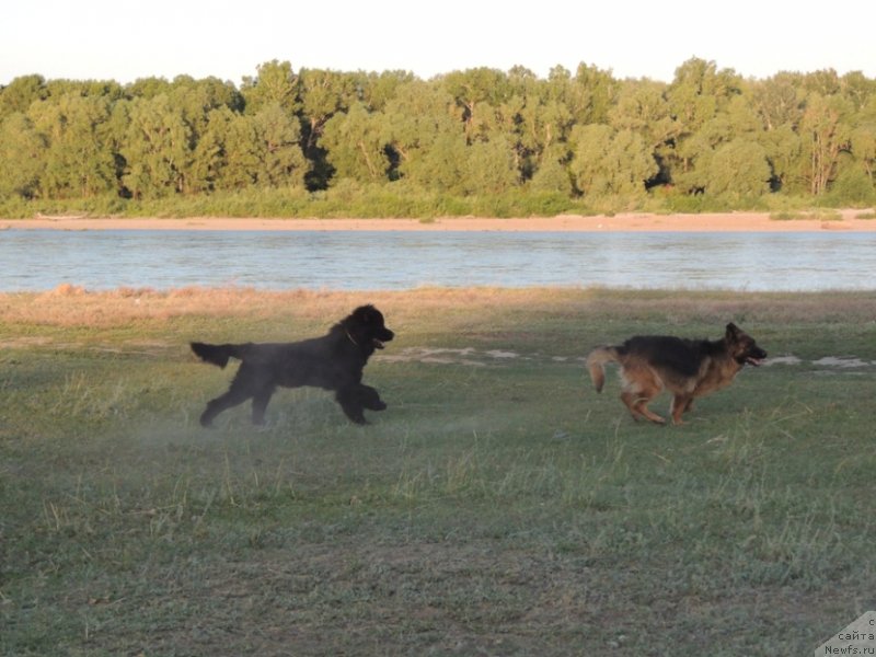 Фото: ньюфаундленд Bi Perfekt Arabella (Би Перфект Арабелла), немецкая овчарка Бузя