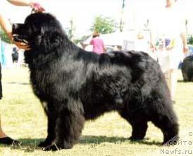 Фото: ньюфаундленд Ursa Danicas Donatello