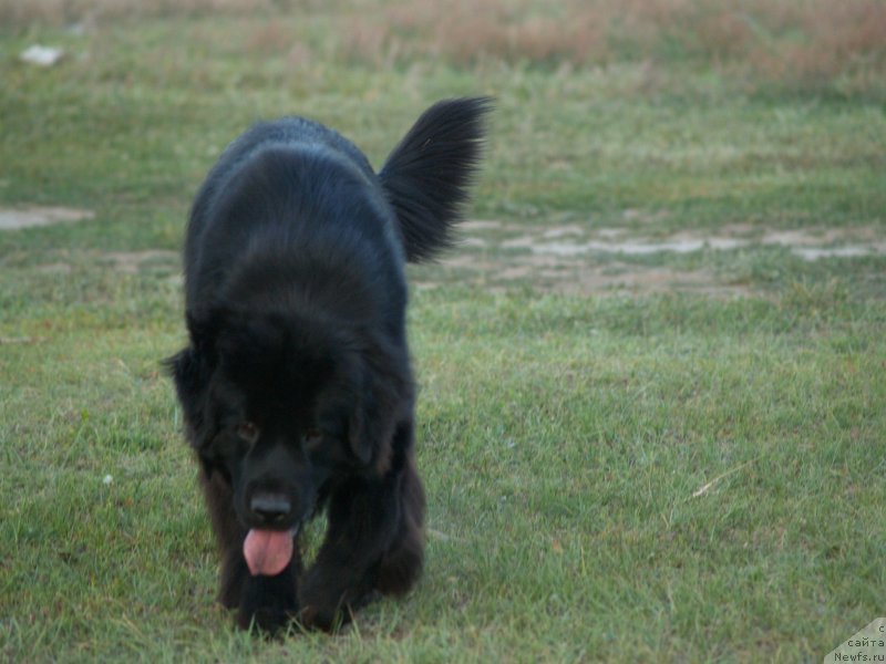 Фото: ньюфаундленд Bi Perfekt Arabella (Би Перфект Арабелла)
