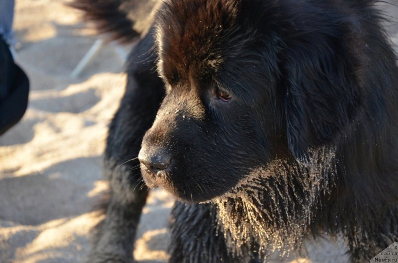 Фото: ньюфаундленд Bi Perfekt Arabella (Би Перфект Арабелла)