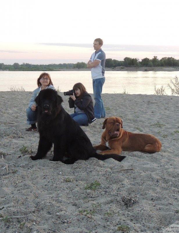 Фото: ньюфаундленд Bi Perfekt Arabella (Би Перфект Арабелла), бордоский дог Амати