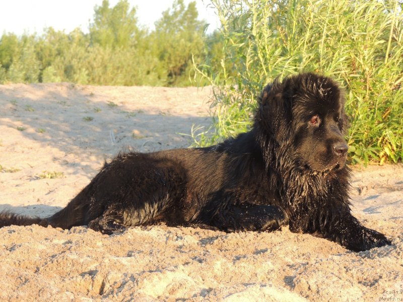 Фото: ньюфаундленд Bi Perfekt Arabella (Би Перфект Арабелла)