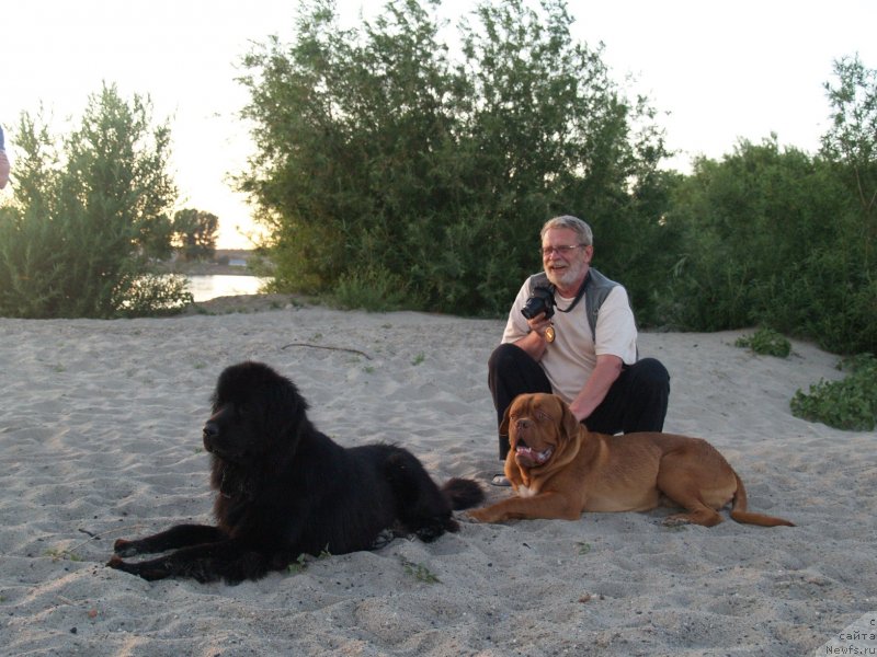 Фото: ньюфаундленд Bi Perfekt Arabella (Би Перфект Арабелла), бордоский дог Амати