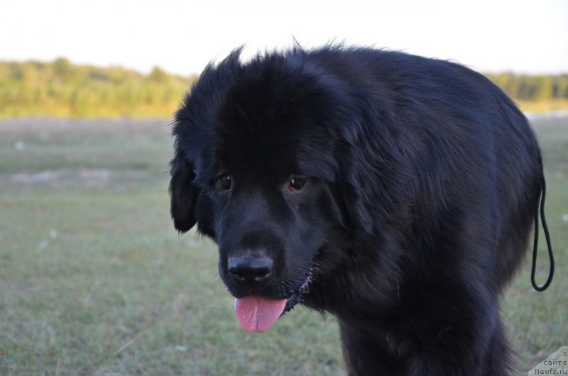 Фото: ньюфаундленд Bi Perfekt Arabella (Би Перфект Арабелла)