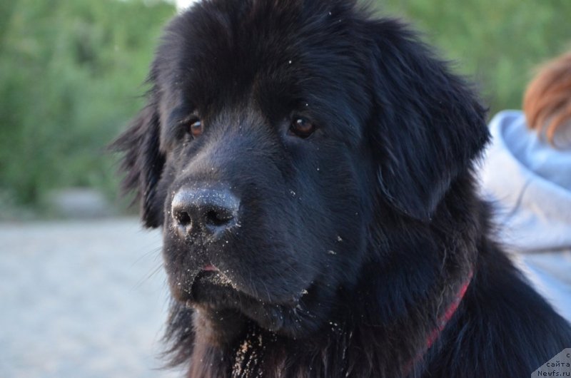Фото: ньюфаундленд Bi Perfekt Arabella (Би Перфект Арабелла)