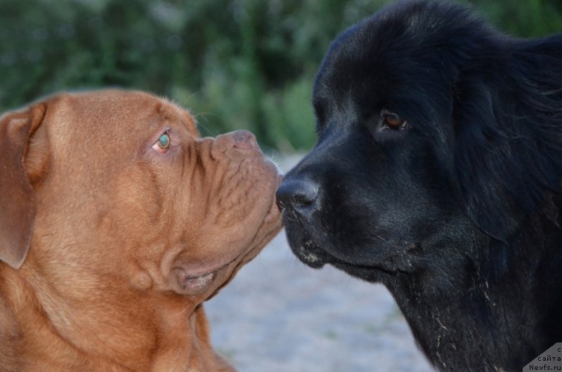 Фото: ньюфаундленд Bi Perfekt Arabella (Би Перфект Арабелла), бордоский дог Амати