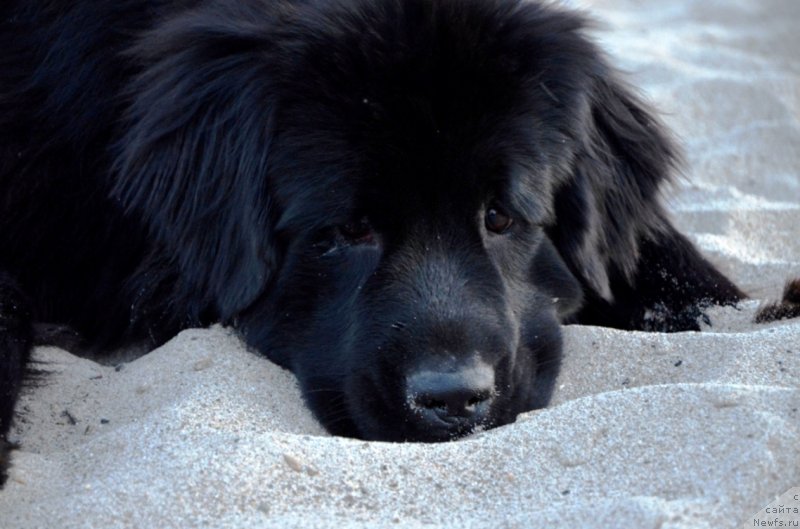 Фото: ньюфаундленд Bi Perfekt Arabella (Би Перфект Арабелла)