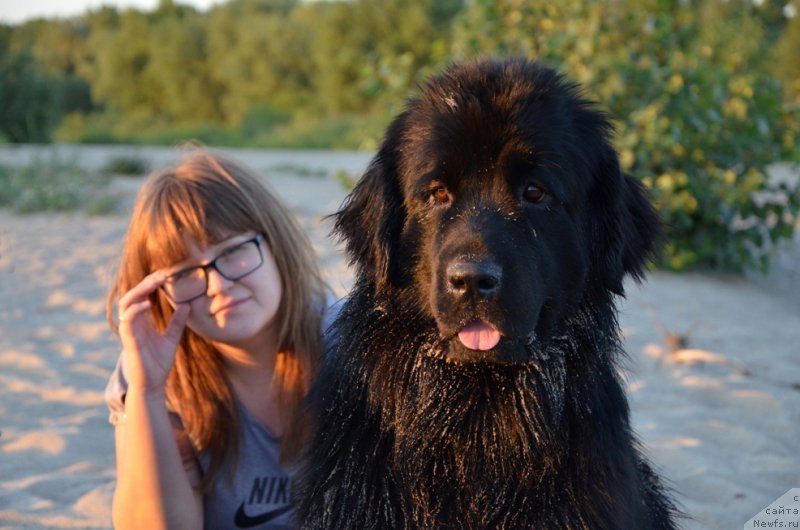 Фото: ньюфаундленд Bi Perfekt Arabella (Би Перфект Арабелла)