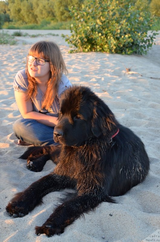 Фото: ньюфаундленд Bi Perfekt Arabella (Би Перфект Арабелла)