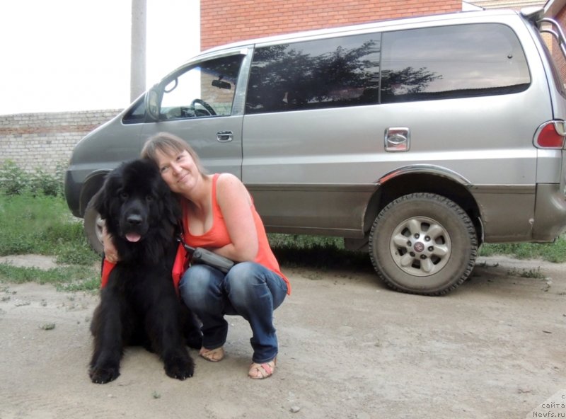 Фото: ньюфаундленд Bi Perfekt Arabella (Би Перфект Арабелла), Irina Pavlova (Ирина Павлова)