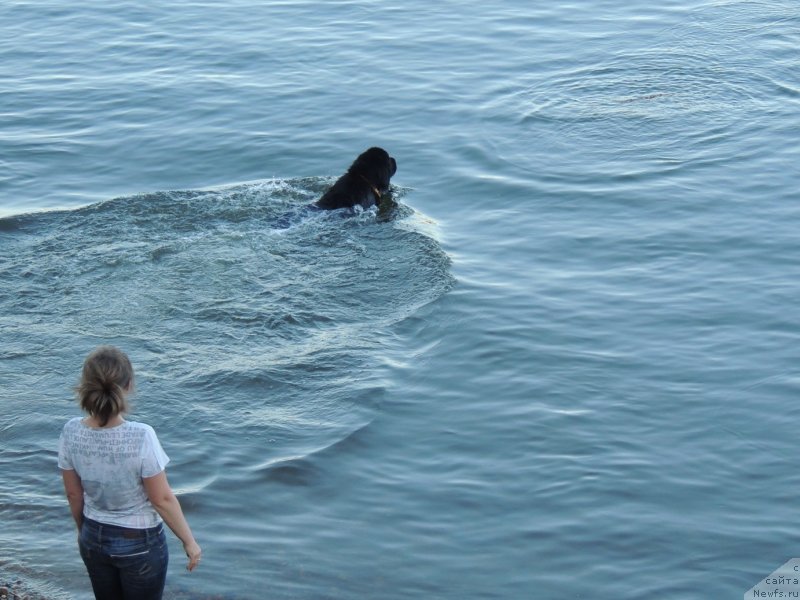 Фото: ньюфаундленд Bi Perfekt Arabella (Би Перфект Арабелла), Irina Pavlova (Ирина Павлова)