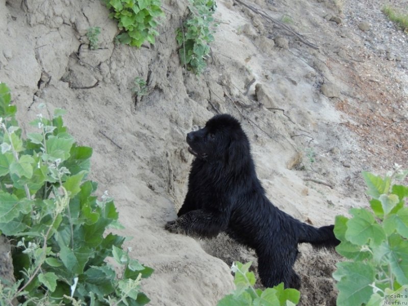 Фото: ньюфаундленд Bi Perfekt Arabella (Би Перфект Арабелла)