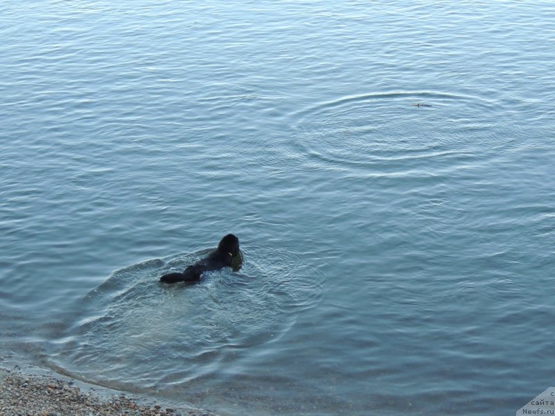 Фото: ньюфаундленд Bi Perfekt Arabella (Би Перфект Арабелла)