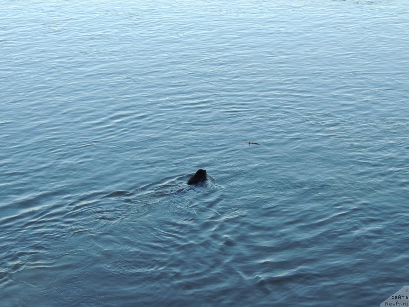 Фото: ньюфаундленд Bi Perfekt Arabella (Би Перфект Арабелла)