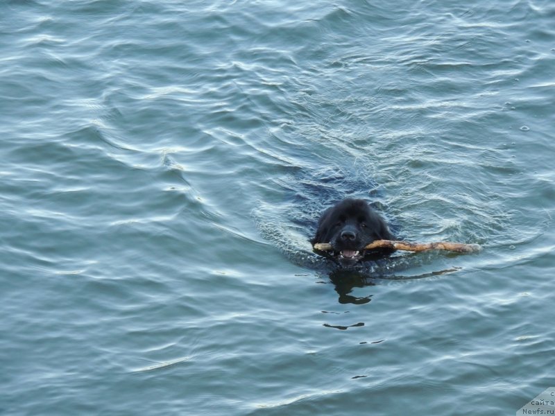 Фото: ньюфаундленд Bi Perfekt Arabella (Би Перфект Арабелла)