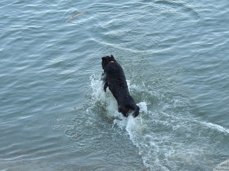 Фото: ньюфаундленд Bi Perfekt Arabella (Би Перфект Арабелла)