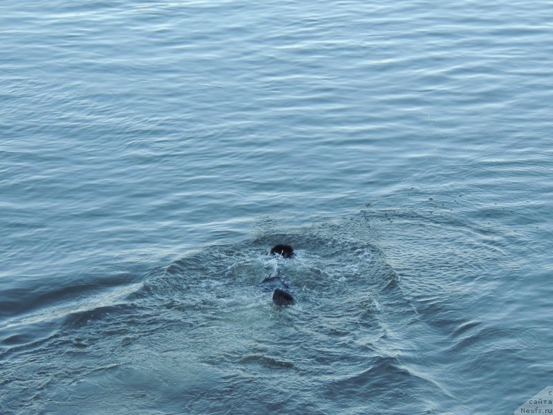 Фото: ньюфаундленд Bi Perfekt Arabella (Би Перфект Арабелла)