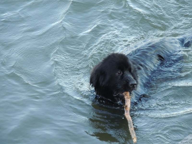 Фото: ньюфаундленд Bi Perfekt Arabella (Би Перфект Арабелла)