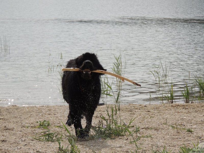 Фото: ньюфаундленд Bi Perfekt Arabella (Би Перфект Арабелла)