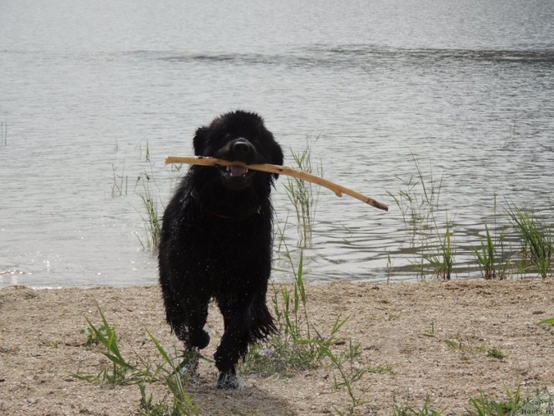 Фото: ньюфаундленд Bi Perfekt Arabella (Би Перфект Арабелла)