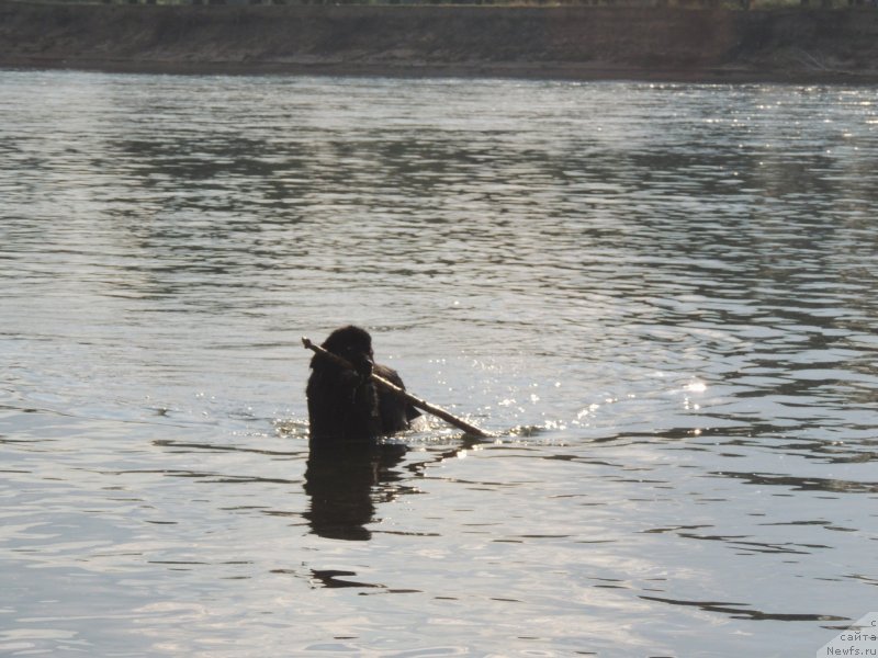 Фото: ньюфаундленд Bi Perfekt Arabella (Би Перфект Арабелла)