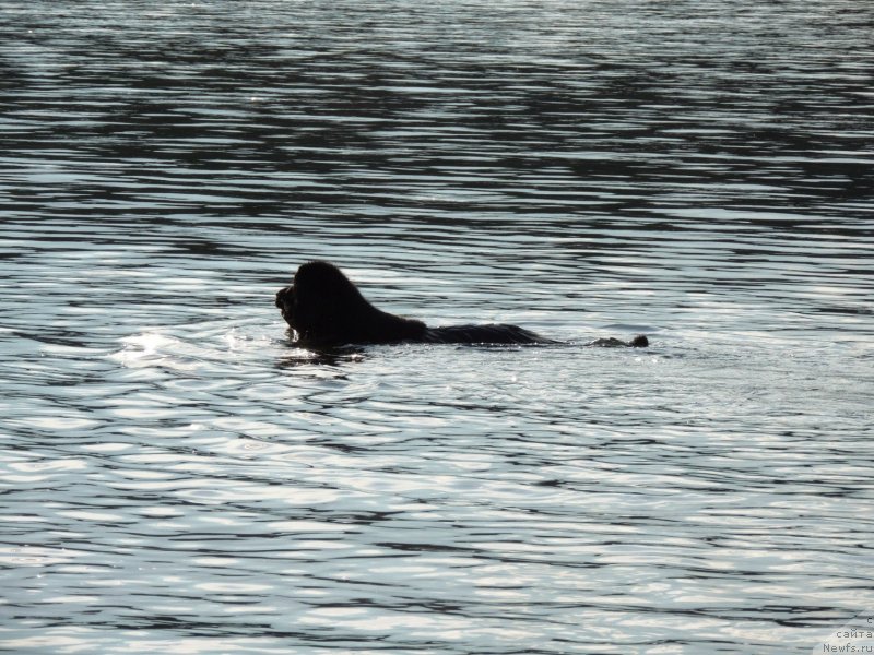 Фото: ньюфаундленд Bi Perfekt Arabella (Би Перфект Арабелла)