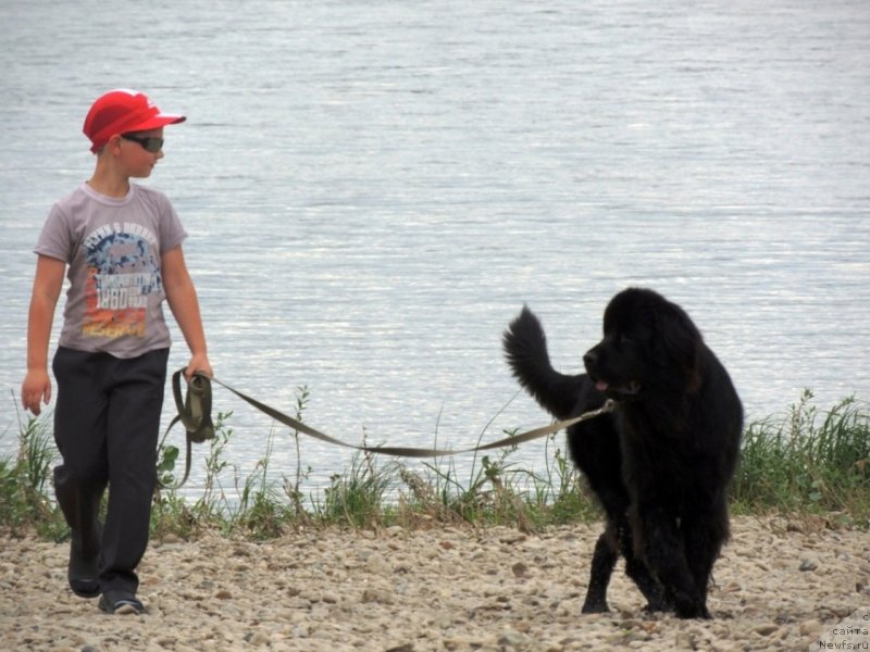 Фото: ньюфаундленд Bi Perfekt Arabella (Би Перфект Арабелла)