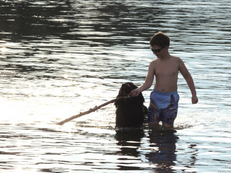 Фото: ньюфаундленд Bi Perfekt Arabella (Би Перфект Арабелла)