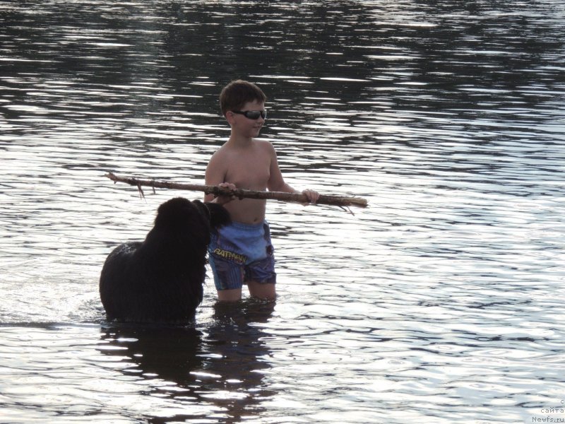 Фото: ньюфаундленд Bi Perfekt Arabella (Би Перфект Арабелла)