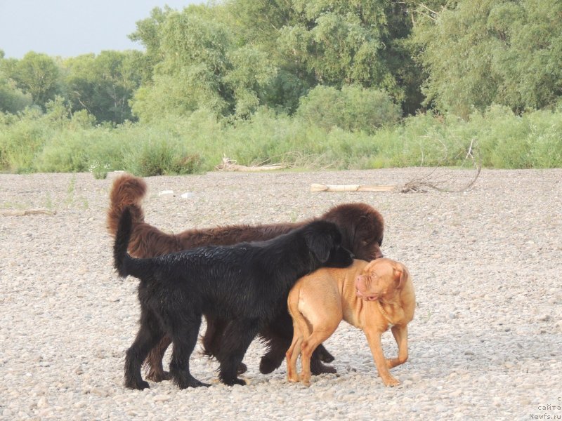 Фото: ньюфаундленд Bi Perfekt Arabella (Би Перфект Арабелла), ньюфаундленд Fakturnyi Frukt s Berega Dona (Фактурный Фрукт с Берега Дона), бордоский дог Фея