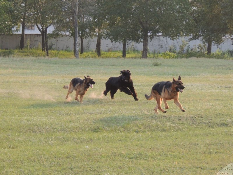 Фото: ньюфаундленд Bi Perfekt Arabella (Би Перфект Арабелла)