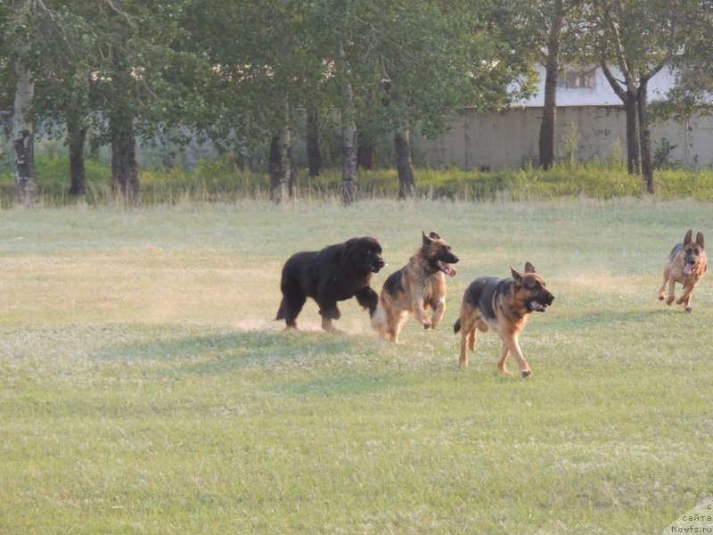 Фото: ньюфаундленд Bi Perfekt Arabella (Би Перфект Арабелла)