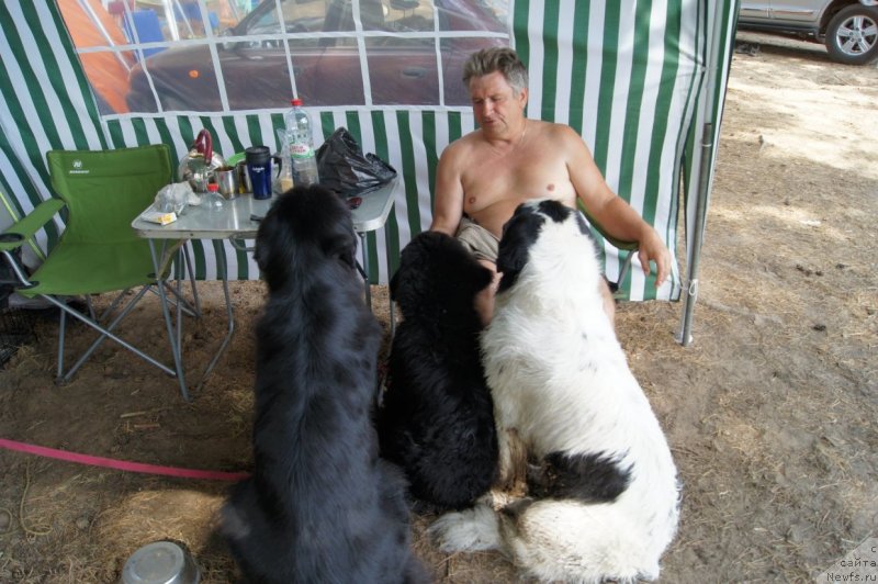 Фото: ньюфаундленд Sent Djons Ulrika (Сент Джонс Ульрика), ньюфаундленд First-Right Champ (Фест-Райт Чемп), ньюфаундленд Sent Djons Carevna Lebed (Сент Джонс Царевна Лебедь)