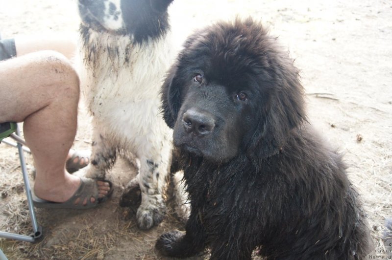 Фото: ньюфаундленд First-Right Champ (Фест-Райт Чемп)