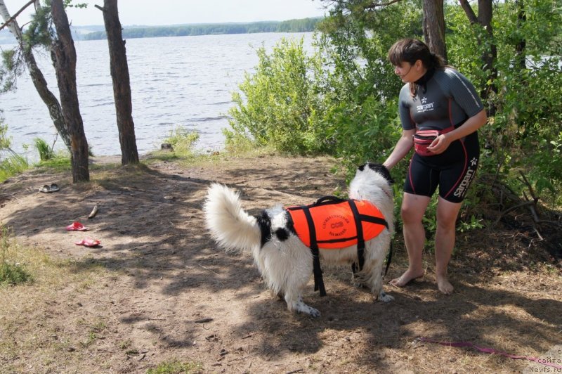 Фото: ньюфаундленд Sent Djons Carevna Lebed (Сент Джонс Царевна Лебедь)