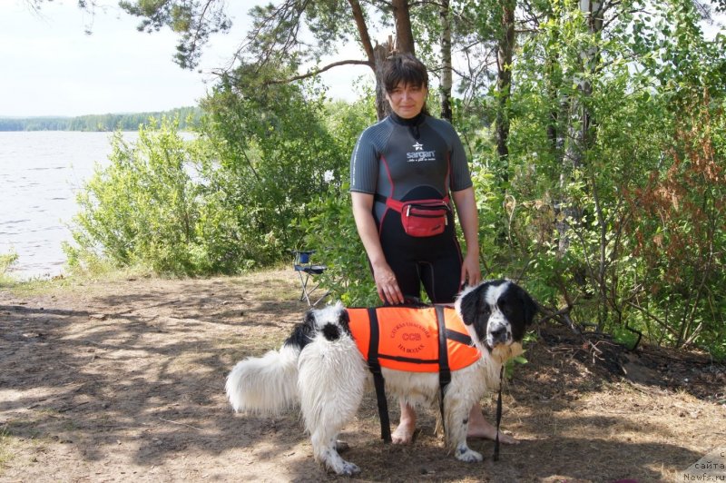 Фото: ньюфаундленд Sent Djons Carevna Lebed (Сент Джонс Царевна Лебедь), Natal'ya Borisova (Наталья Борисова)