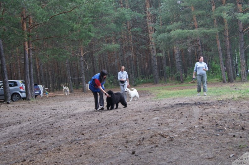Фото: ньюфаундленд First-Right Champ (Фест-Райт Чемп)