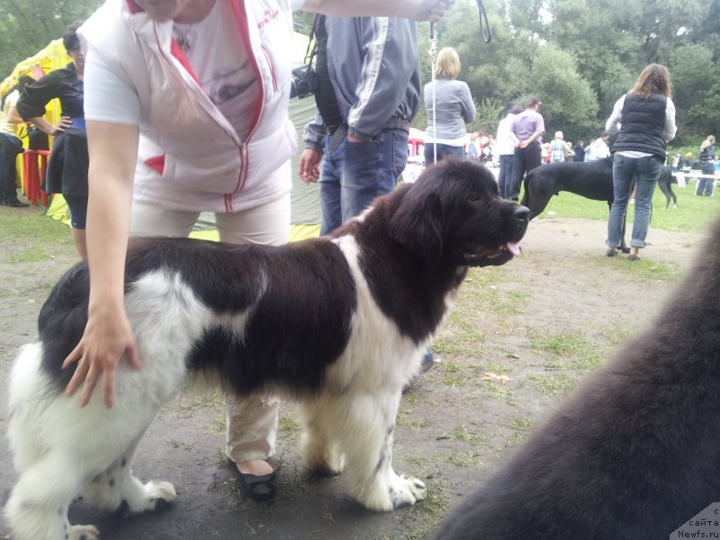 Фото: ньюфаундленд Iskushenie Moey Dushi (Искушение Моей Души)