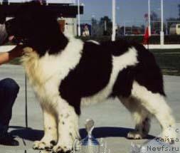 Фото: ньюфаундленд Sikandi Aussie Bear