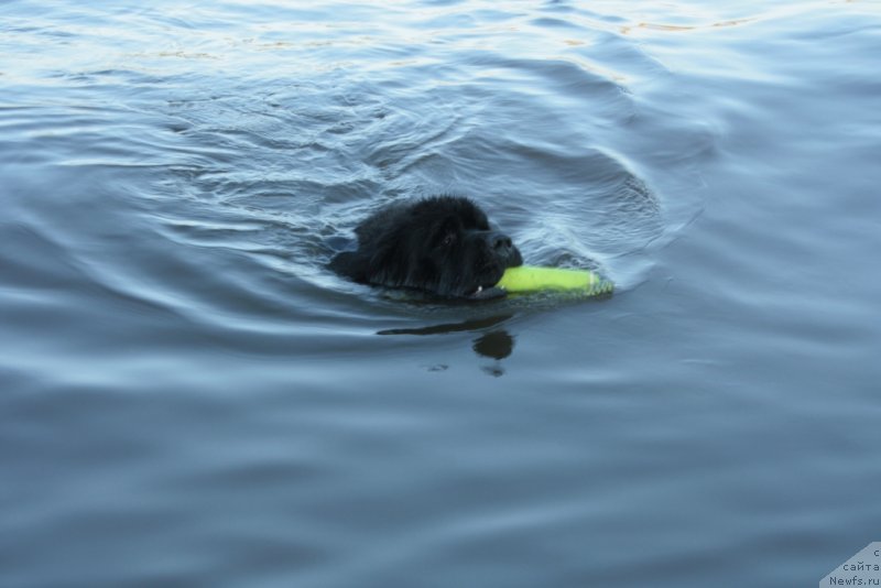 Фото: ньюфаундленд YAhont Dragocennyiy (Яхонт Драгоценный)