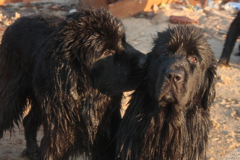 Фото: ньюфаундленд YAhont Dragocennyiy (Яхонт Драгоценный), ньюфаундленд Neretum Tribe Xagrid