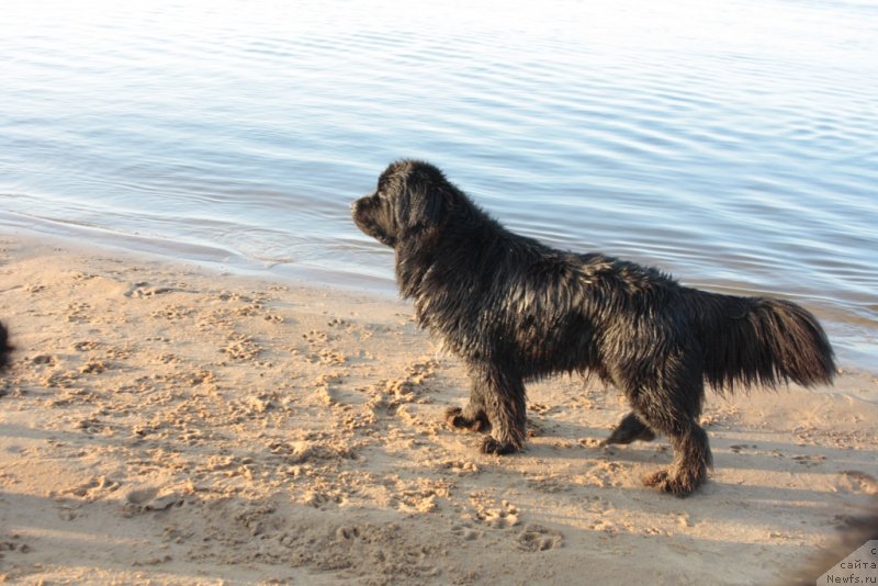 Фото: ньюфаундленд Neretum Tribe Xagrid