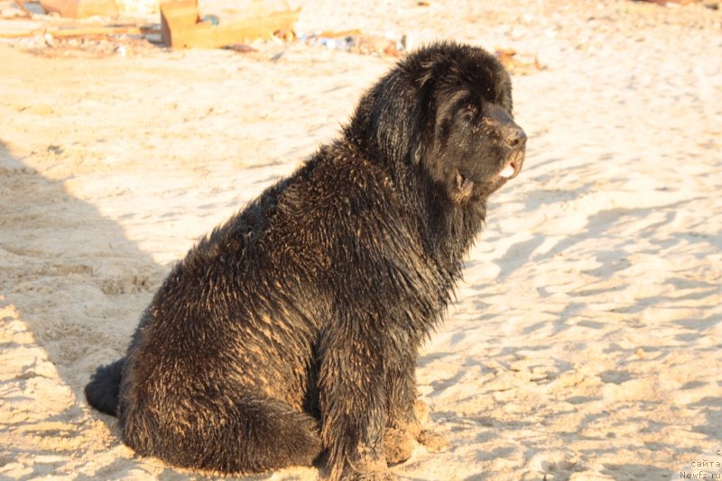 Фото: ньюфаундленд YAntarnaya Mechta (Янтарная Мечта)