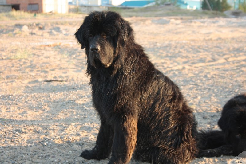 Фото: ньюфаундленд YUtub For YU (Ютуб Фор Ю)