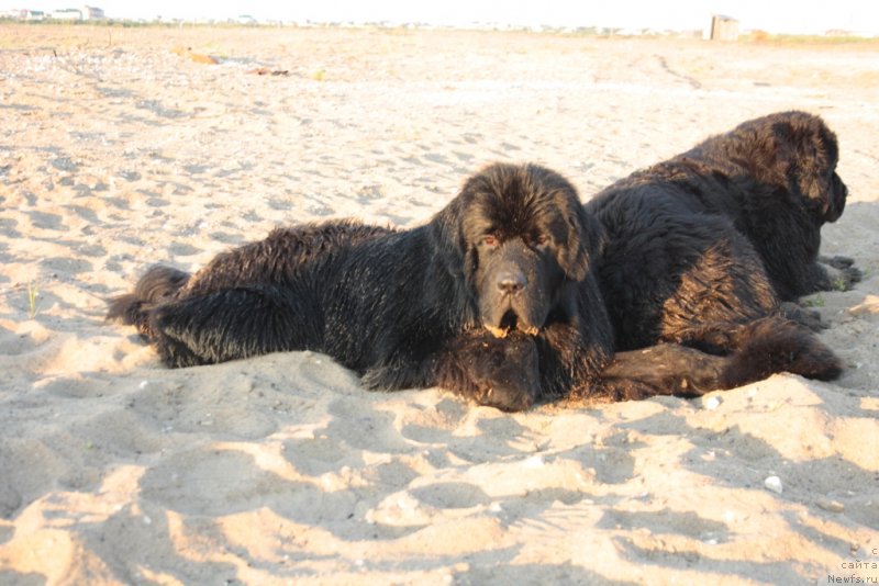 Фото: ньюфаундленд YUtub For YU (Ютуб Фор Ю)