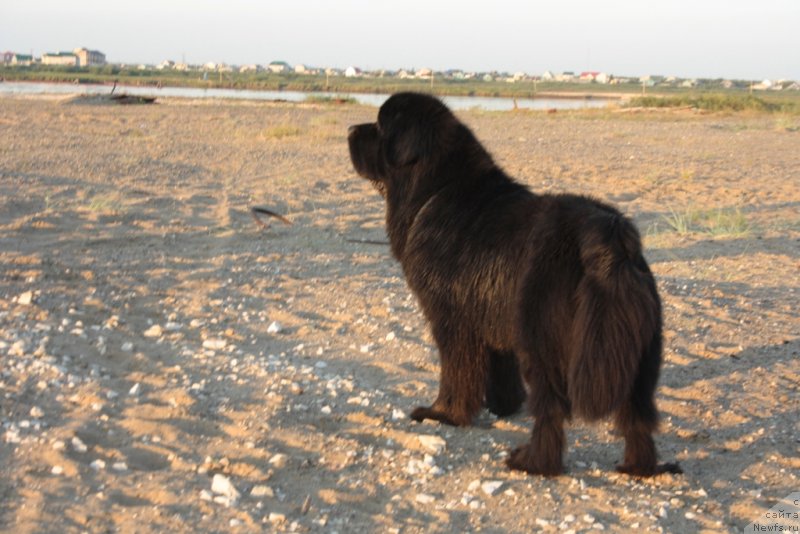 Фото: ньюфаундленд Beguschaya po Volnam Zero Kool (Бегущая по Волнам Зеро Коол)
